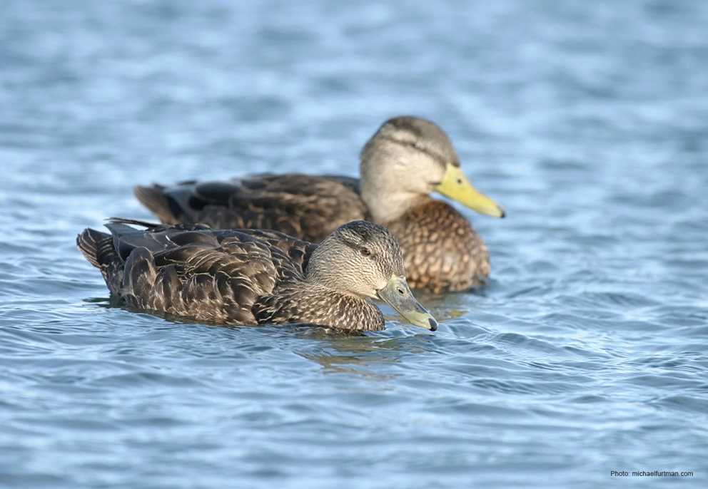 American black duck ducks unlimited